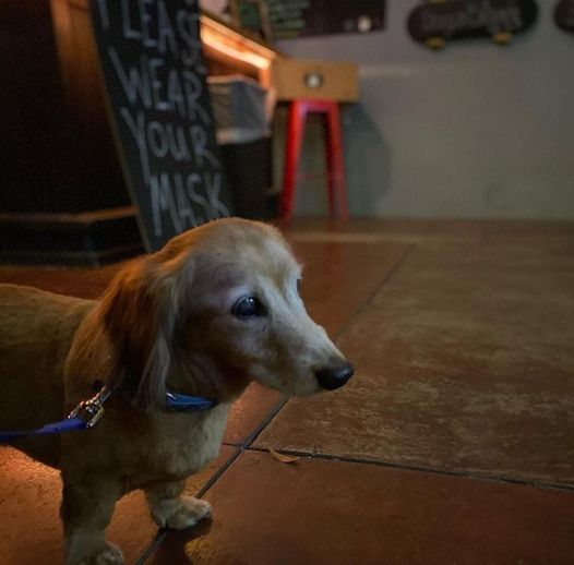 ?We love it when our 4 legged regulars visit the brewery.? This is Louie. He lov