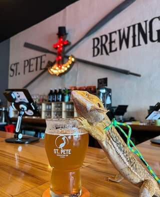 Sunday Funday with two of our favorites, Delta the Gecko and Pinellas Ale Trail