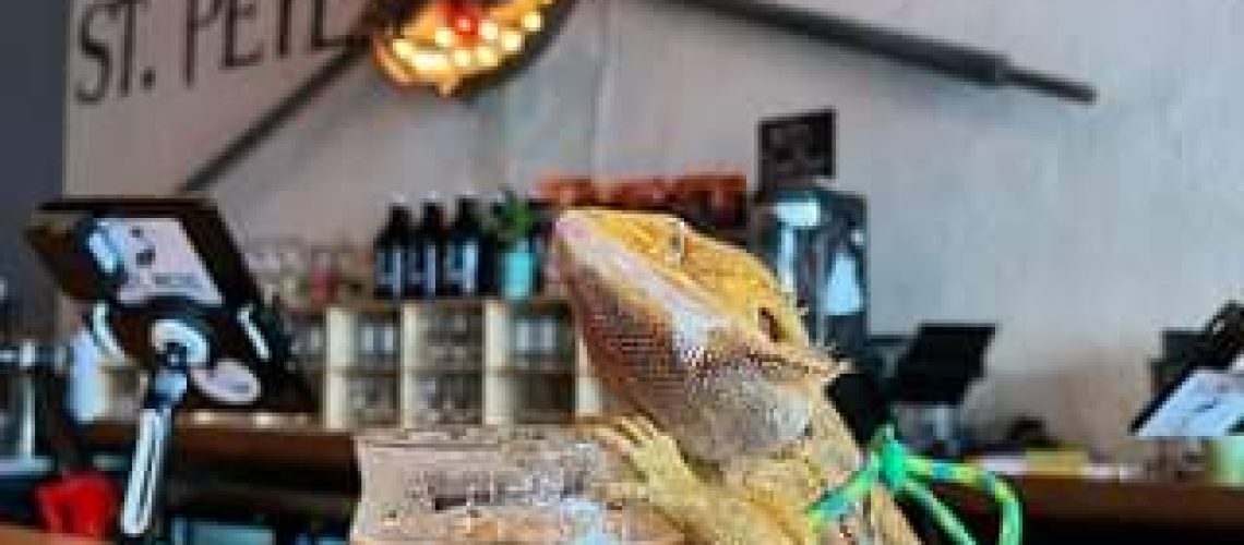 Sunday Funday with two of our favorites, Delta the Gecko and Pinellas Ale Trail